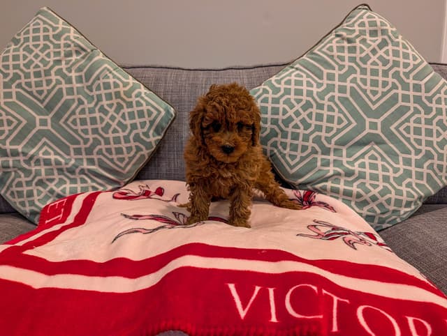 Toy Poodle Puppies media 3