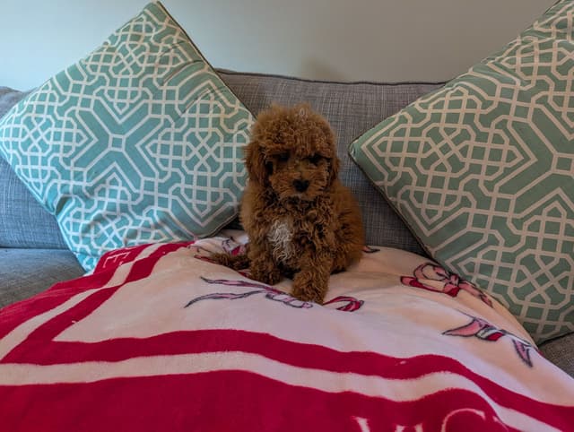 Toy Poodle Puppies media 4