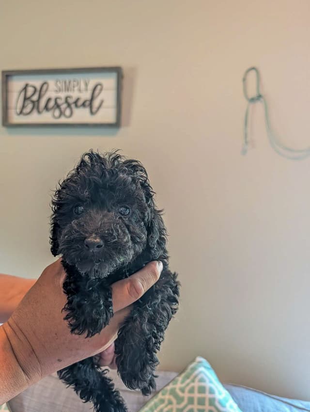Toy Poodle Puppies media 5