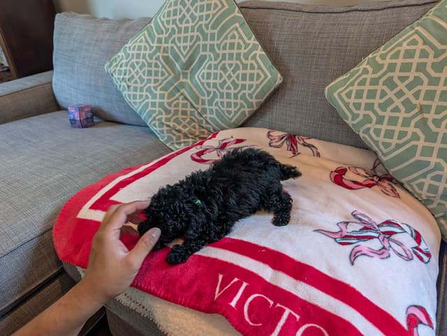 Toy Poodle Puppies media 6