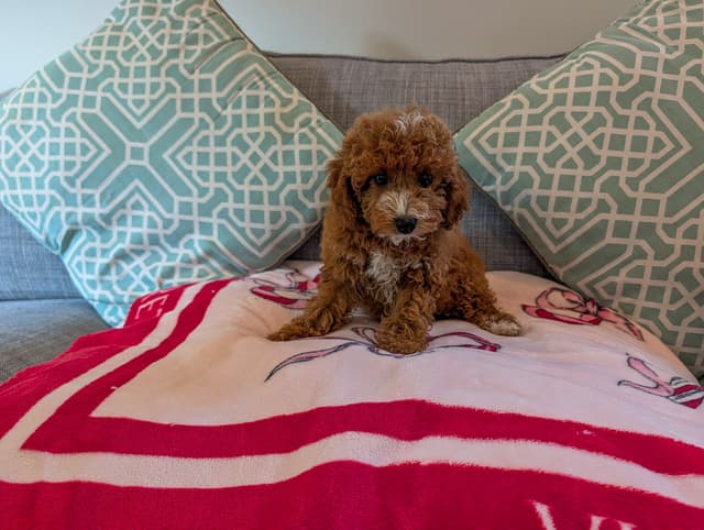Red Mini Poodle Puppies media 2