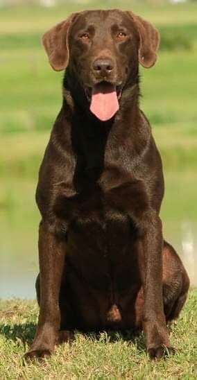 Labrador Retriever Puppies breeder image 1