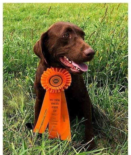 Labrador Retriever Puppies breeder image 2