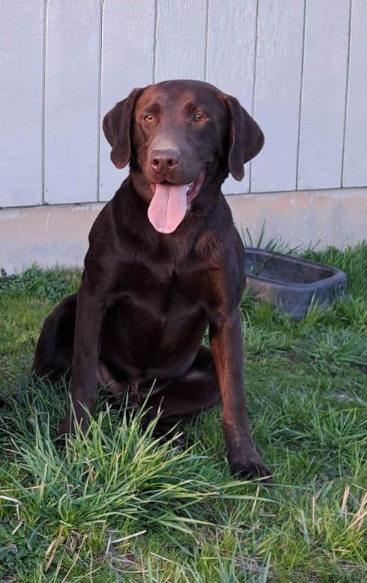 Labrador Retriever Puppies breeder image 3