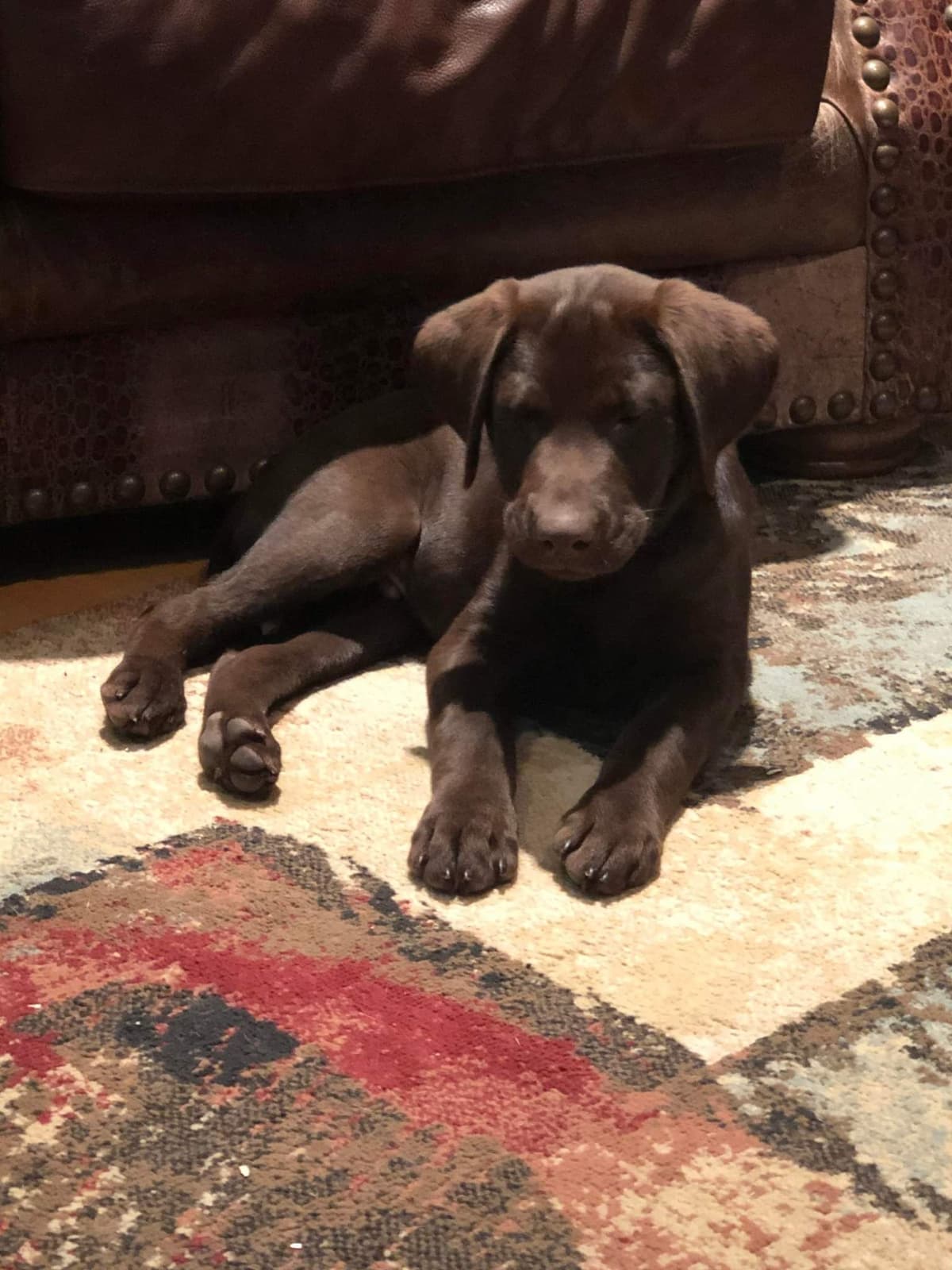Labrador Retriever Puppies breeder image 5