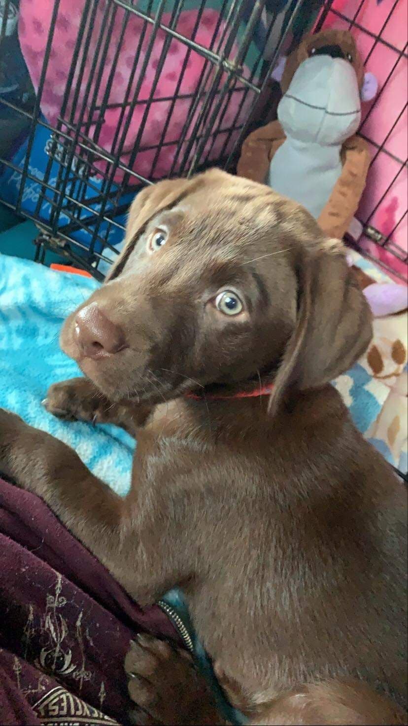 Labrador Retriever Puppies breeder image 6