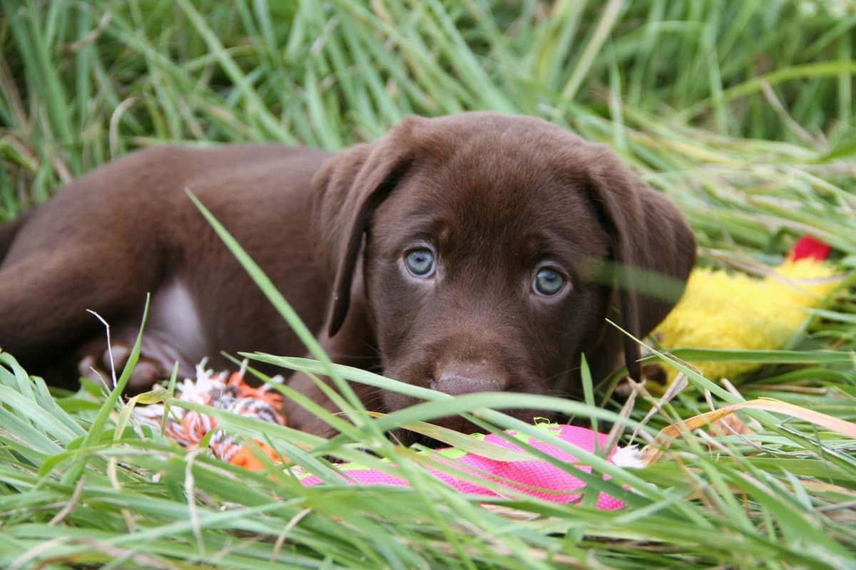 Labrador Retriever Puppies breeder image 7