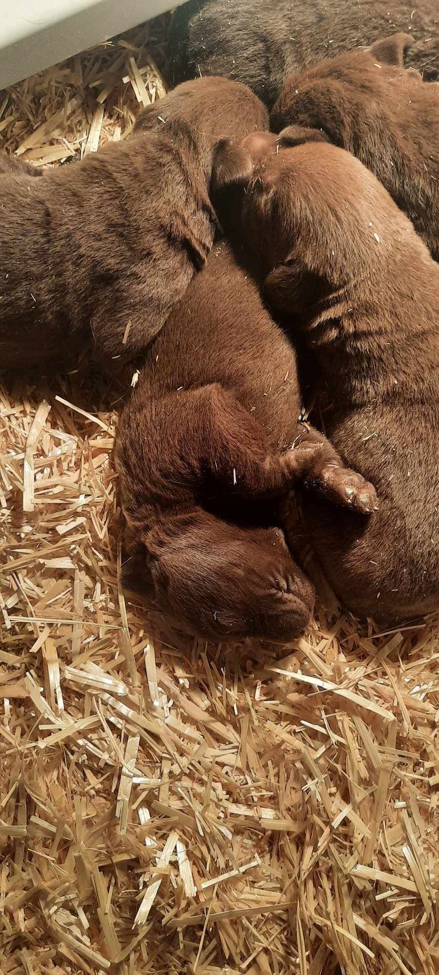 Labrador Retriever Puppies breeder image 8