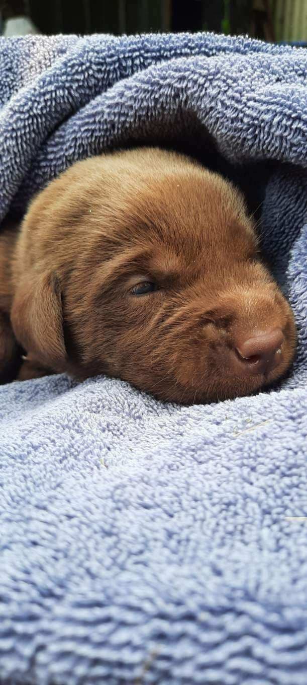 Labrador Retriever Puppies breeder image 10