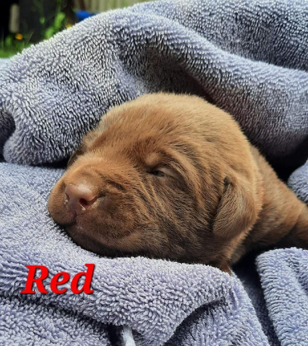 Labrador Retriever Puppies breeder image 11