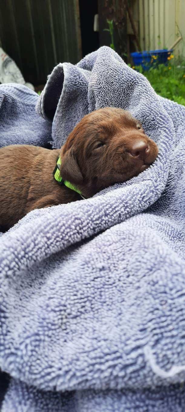 Labrador Retriever Puppies breeder image 12
