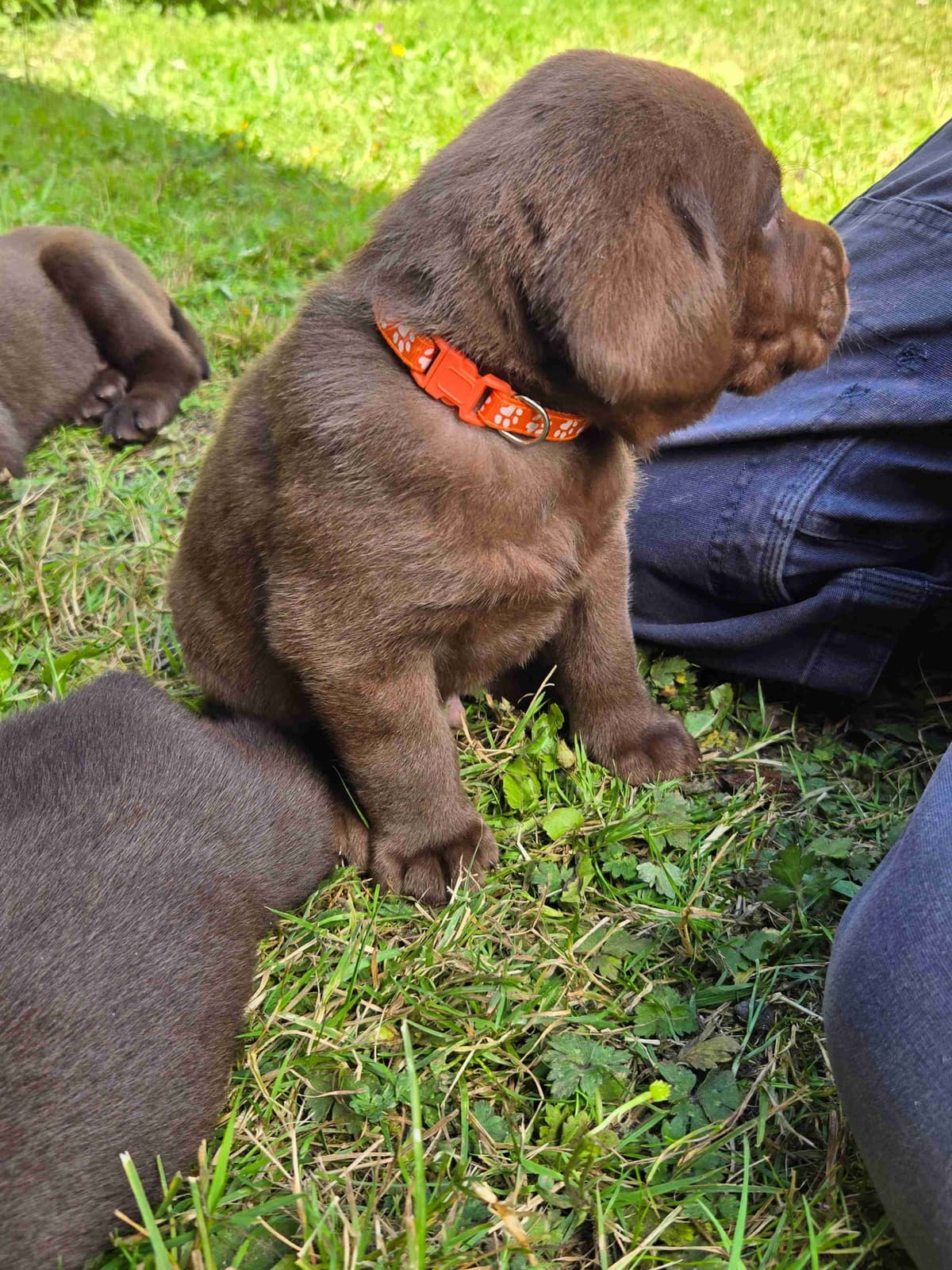 Labrador Retriever Puppies breeder image 13