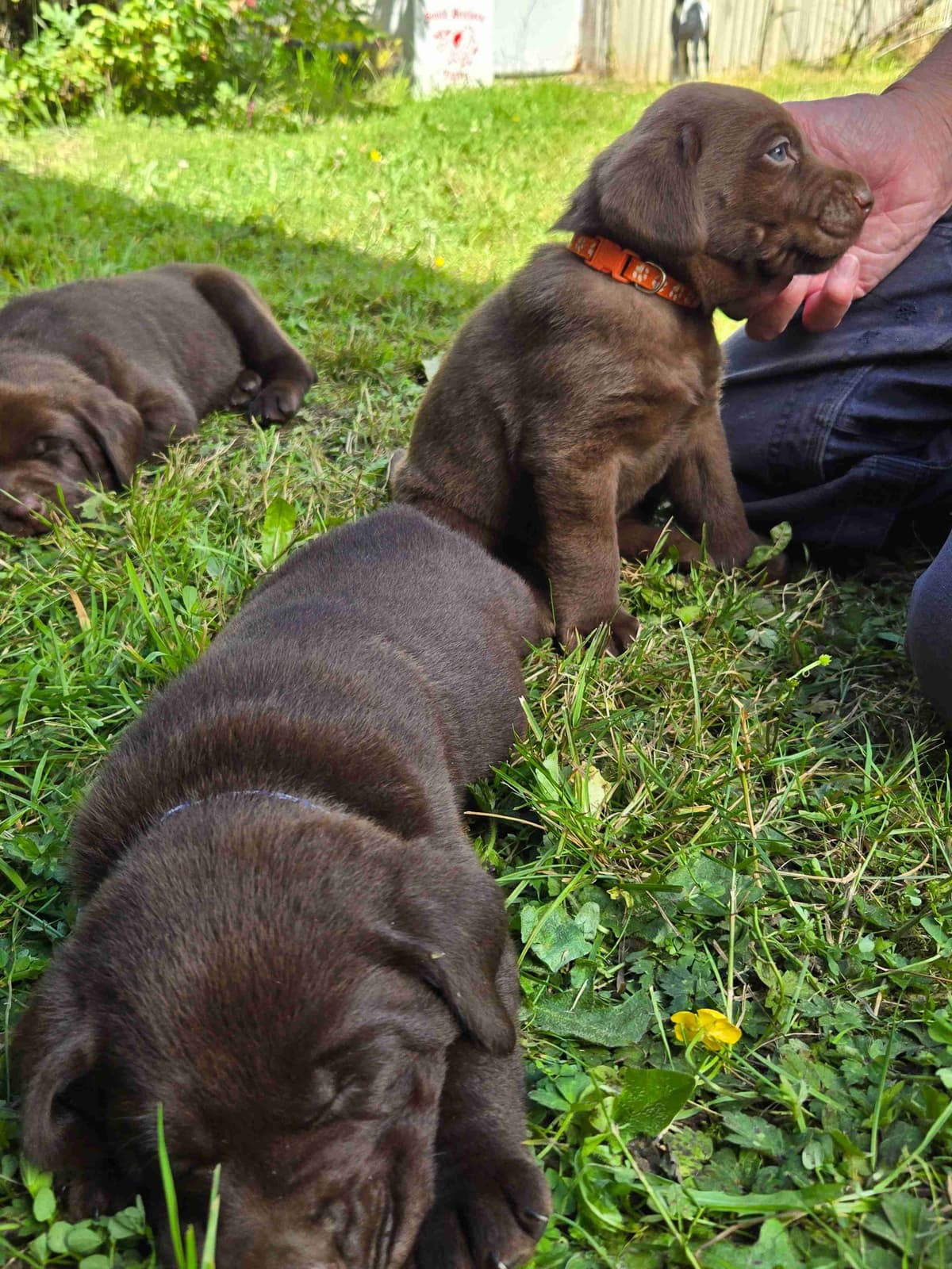 Labrador Retriever Puppies breeder image 14