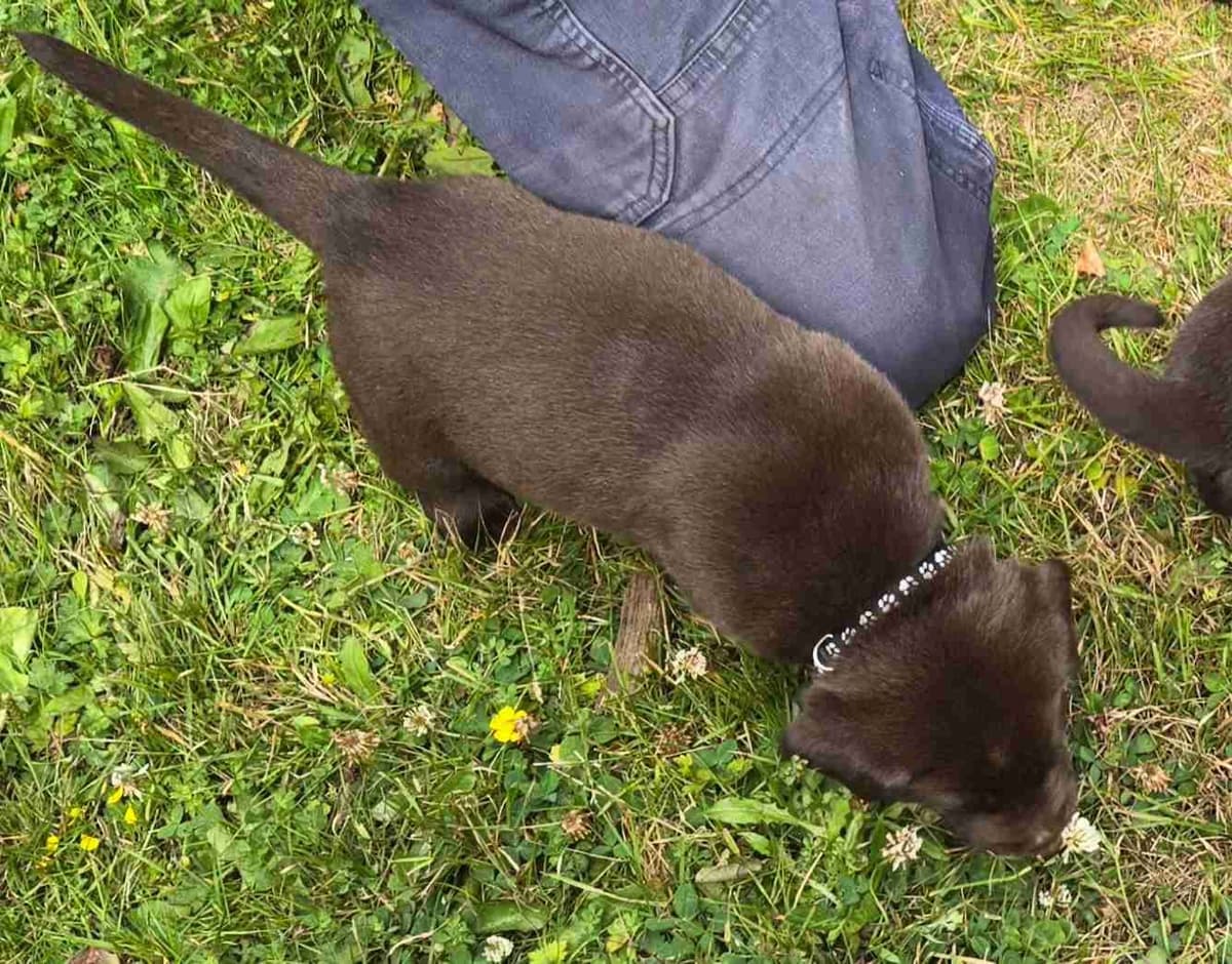 Labrador Retriever Puppies breeder image 15