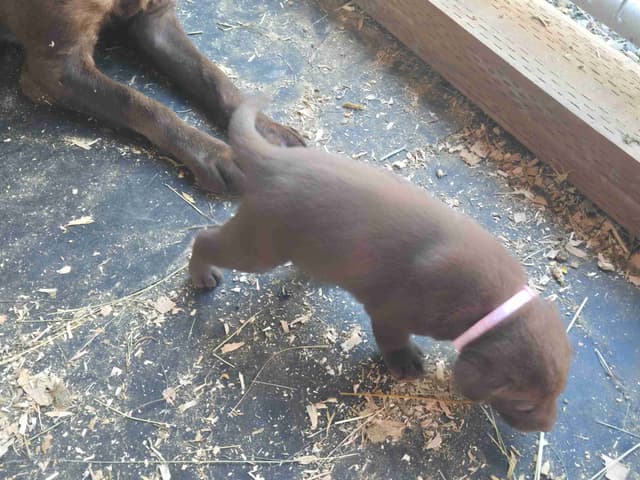Labrador Retriever Puppies media 2