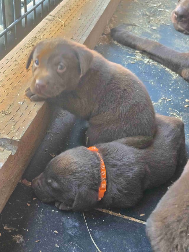 Labrador Retriever Puppies media 3