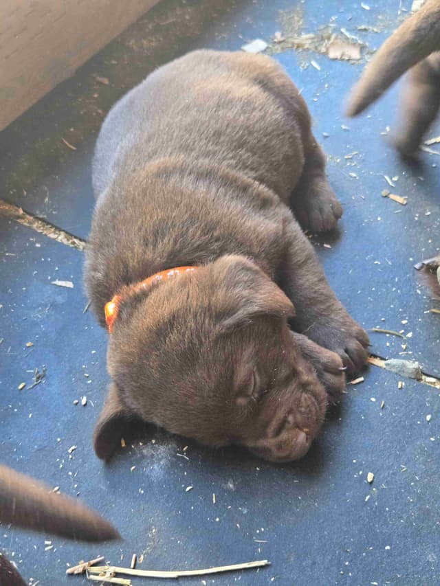 Labrador Retriever Puppies media 4