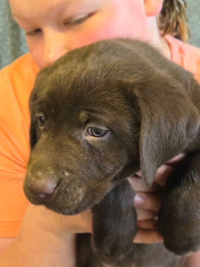 Labrador Retriever Puppies media 5