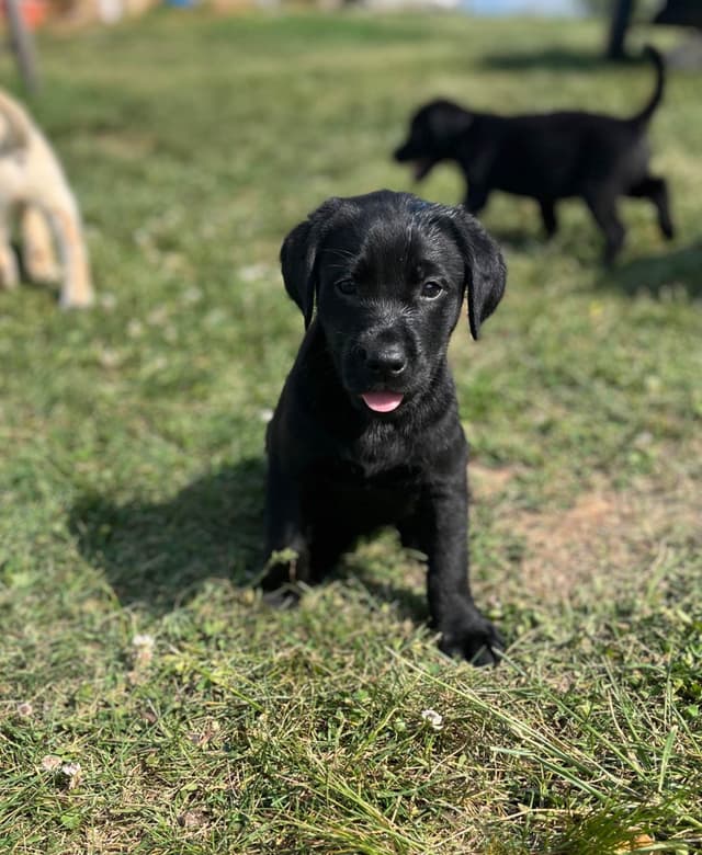 Labrador Retriever Puppies media 9