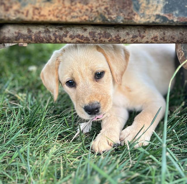 Labrador Retriever Puppies media 7