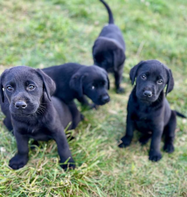 Labrador Retriever Puppies media 6