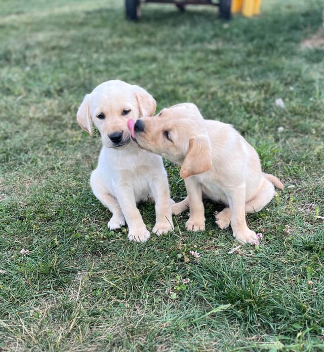 Labrador Retriever Puppies media 8