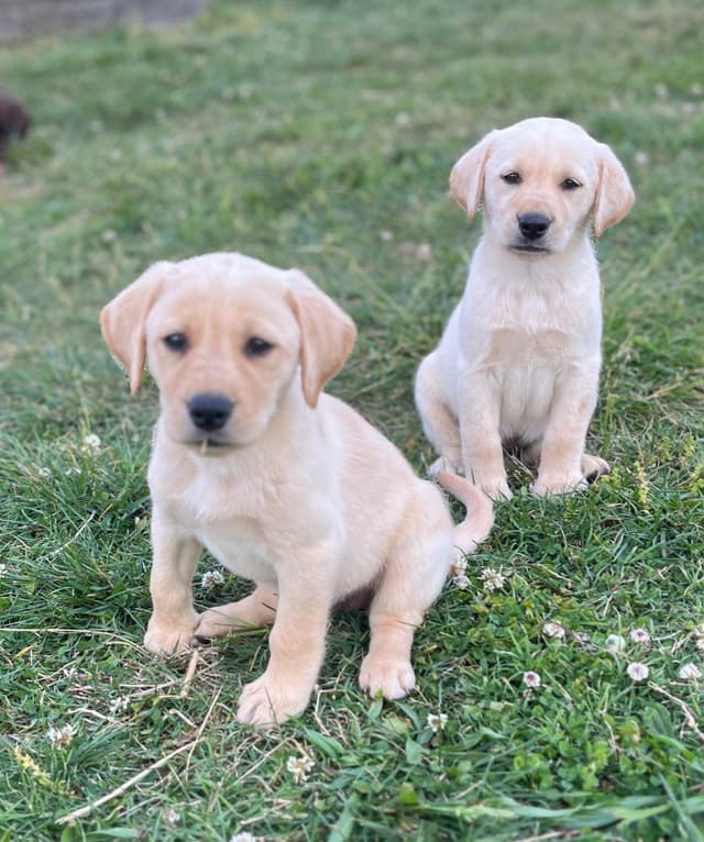 Labrador Retriever Puppies media 10