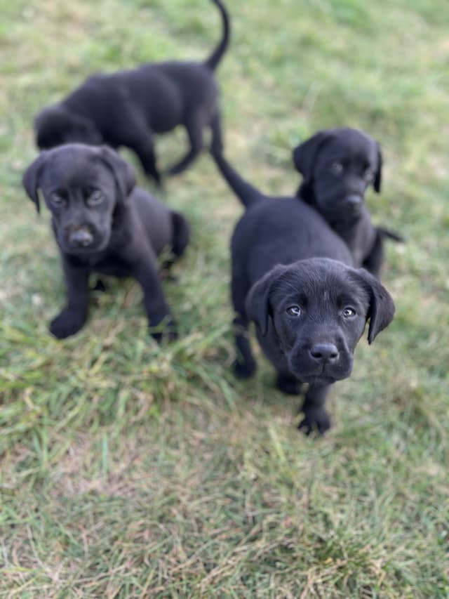 Labrador Retriever Puppies media 11