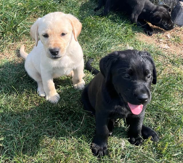 Labrador Retriever Puppies media 12