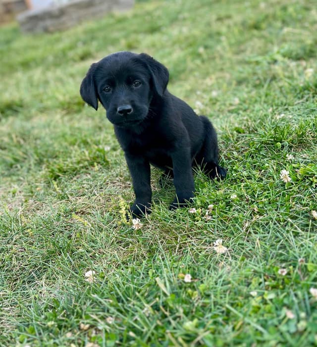 Labrador Retriever Puppies media 13