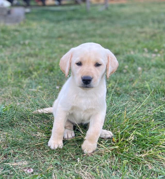 Labrador Retriever Puppies media 15
