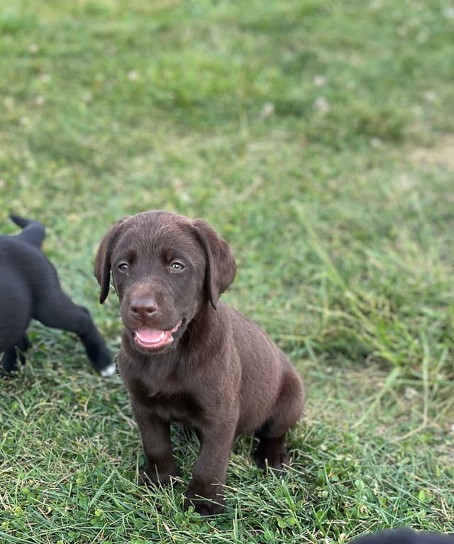 Labrador Retriever Puppies media 17