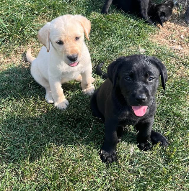 Labrador Retriever Puppies media 18