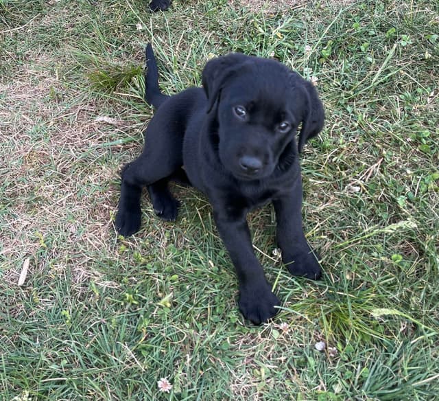 Labrador Retriever Puppies media 14