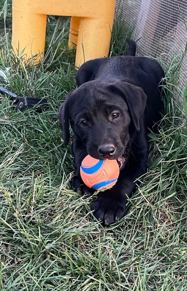 Labrador Retriever Puppies media 4