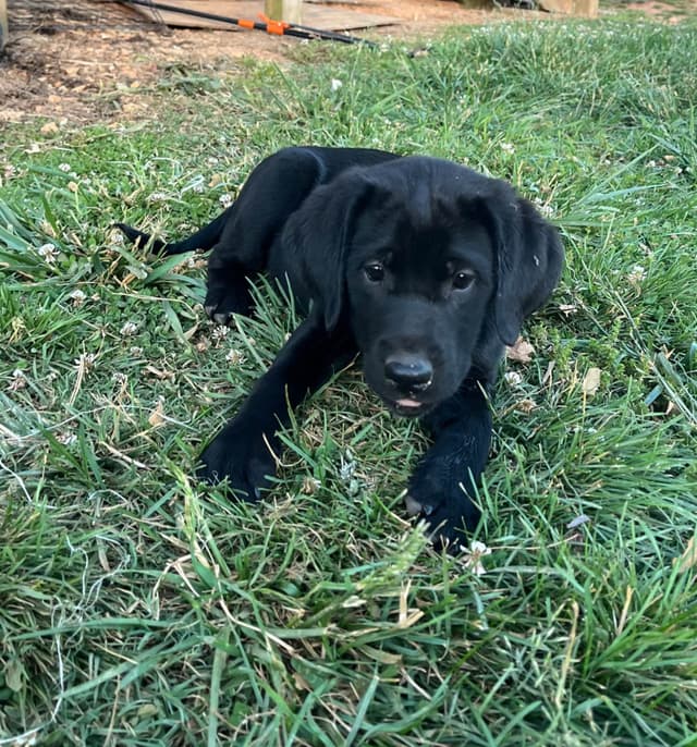 Labrador Retriever Puppies media 2