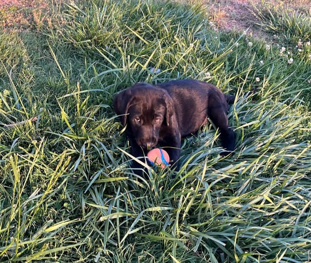 Labrador Retriever Puppies media 3