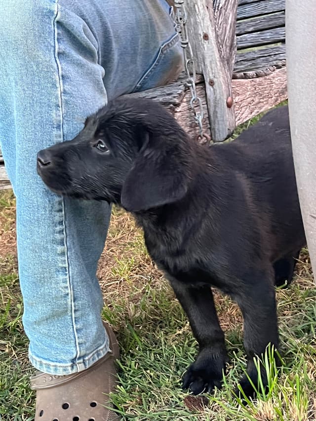 Labrador Retriever Puppies media 5