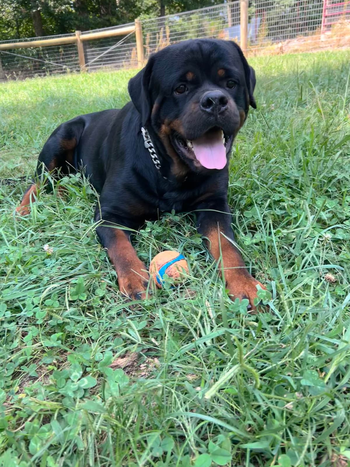 Rottweiler Puppies 5/2/26 breeder image 1