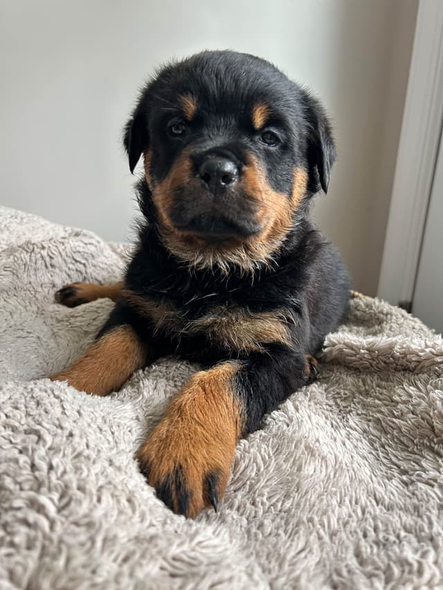 Rottweiler Puppies 5/2/26 media 2