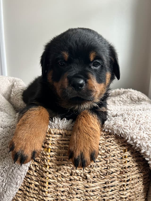 Rottweiler Puppies 5/2/26 media 3
