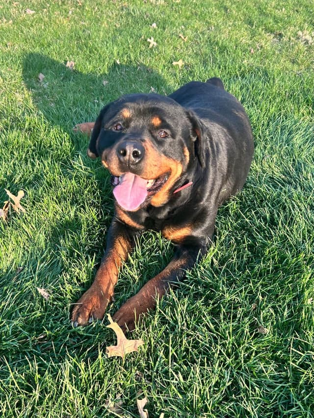 Rottweiler Puppies 5/2/26 media 4