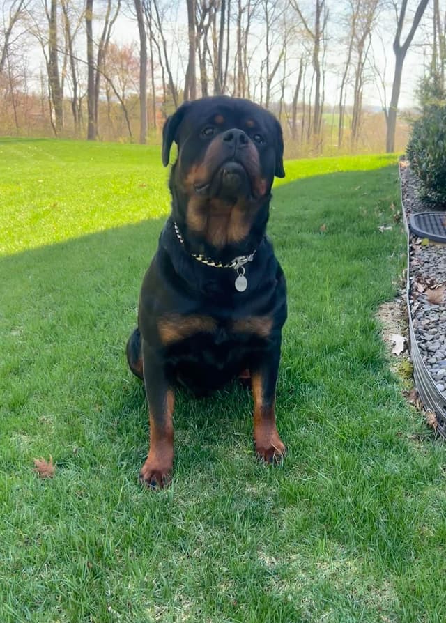 Rottweiler Puppies 5/2/26 media 5