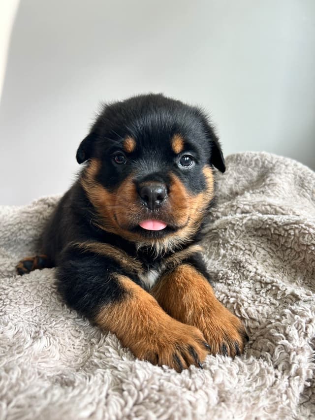 Rottweiler Puppies 5/2/26 media 6