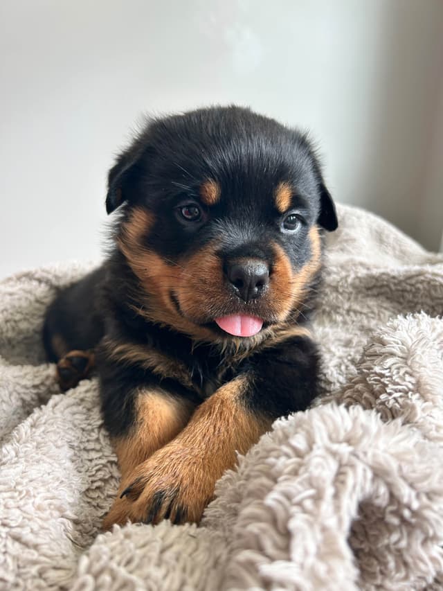 Rottweiler Puppies 5/2/26 media 7