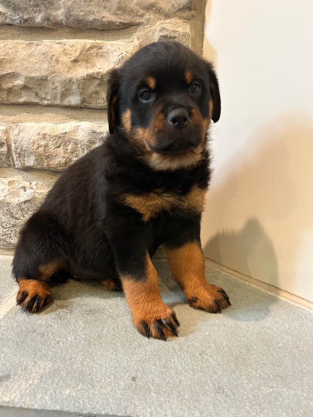 Rottweiler Puppies 5/2/26 media 9