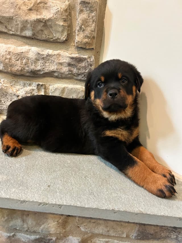 Rottweiler Puppies 5/2/26 media 10