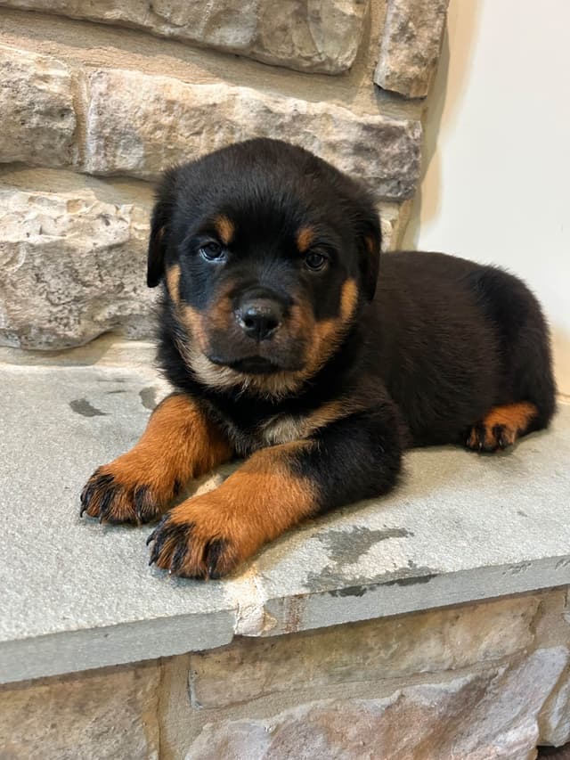 Rottweiler Puppies 5/2/26 media 11