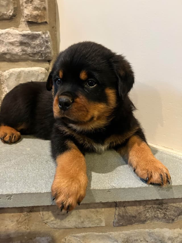 Rottweiler Puppies 5/2/26 media 12