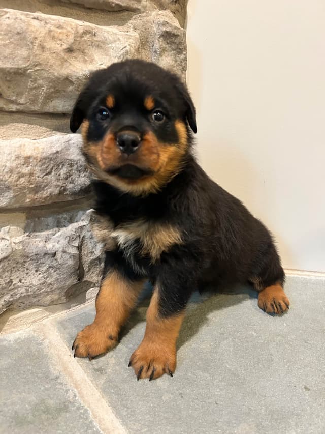 Rottweiler Puppies 5/2/26 media 13